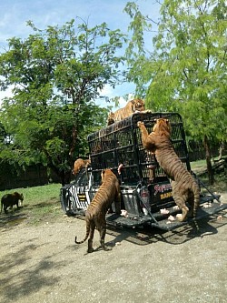 สวนสัตว์ซาฟารีเวิลด์ Safari World