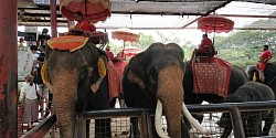 นั่งช้างชมธรรมชาติ elephant ride to see nature